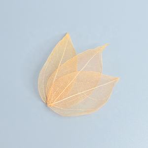 Feuilles séchées pressées style Ins, matériau gaufré pour DIY, feuillage coloré naturellement teint, créatif pour la fête des Mères - Product Image 4