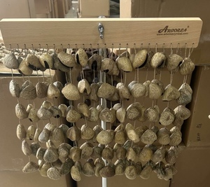 Panji Seeds Chimes, Wind Chimes de Pangi Seeds para Mediación, Yoga, Sanación con Sonido, etc. - Product Image 3