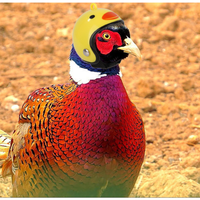 Casco creativo nuevo y listo para usar para gallinas, sombrero protector divertido para aves, accesorio para la cabeza de aves, del fabricante transfronterizo.