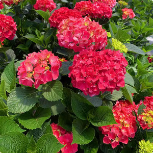 Grains d'hortensia Quatre saisons Semis Floraison Vivace Cour en pot Facile à cultiver Plantes florales d'intérieur et d'extérieur - Product Image 4