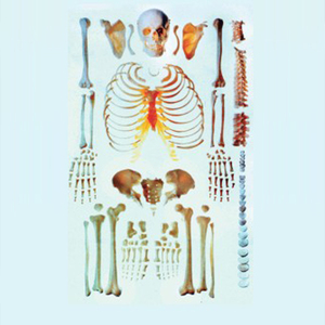 Vida médica-tamaño anatómicos humanos dispersos <span class=keywords><strong>esqueleto</strong></span> disección modelo huesos simulador - Product Image 1