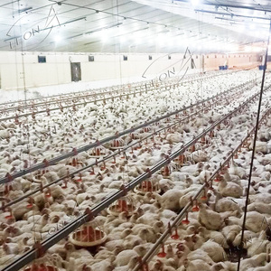 Équipement <span class=keywords><strong>de</strong></span> ferme <span class=keywords><strong>de</strong></span> poulet <span class=keywords><strong>de</strong></span> volaille <span class=keywords><strong>de</strong></span> conception moderne à bas prix en Afrique du <span class=keywords><strong>Sud</strong></span> à <span class=keywords><strong>vendre</strong></span> - Product Image 3