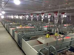 Swine Farm Pig Cage Farming Equipment Breeding <strong>Stalls</strong> of Galvanized Sow <strong>Farrowing</strong> <strong>Stall</strong> <strong>Farrowing</strong> <strong>Crates</strong> - Product Image 6