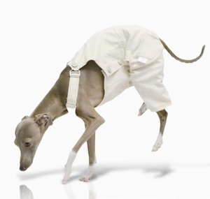 Salopette légère en coton pour chien de type Greyhound italien, pantalon ajustable pour Bedlington, Whippet et Pointer à poils longs - Product Image 2