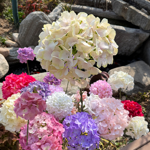 Grande fleur d'hortensia 3D à effet naturel - Réaliste et authentique pour la décoration intérieure - Product Image 1