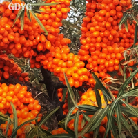 Omega-vetzuren/flavonoïden/natuurlijk ingrediënt voor gezonde dranken en voedzame voedingsmiddelen/diepvriesfruit/diepvries duindoorn