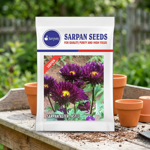 Graines d'aster violet Sarpan AST-3 - Paquets de graines de fleurs fraîches coupées - Product Image 3