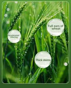 سائل عضوي القمح ، حمض أميني قابل للذوبان في الماء ، تقوية شتلات النباتات ، تأصيل زيادة الإنتاجية ، السكن - Product Image 3