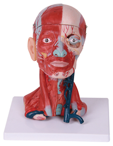 Model Anatomi Tubuh Manusia 3D Lanjutan dengan Struktur Detail untuk Ilmu Kedokteran - Product Image 2