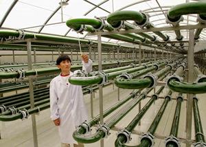 センナ葉エキス粉末センノサイドA/B10: 1工場ホットサプライ - Product Image 6