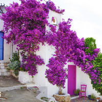 Nouveaux bougainvilliers artificiels de luxe en gros pour l'aménagement paysager d'hôtel, le mariage et la décoration intérieure.
