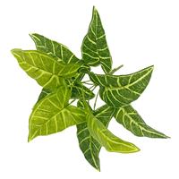 Paling Populer hiasan ukuran kustom Bonsai buatan, 18 daun daun Alocasia daun untuk dekorasi kantor tanaman dan bunga