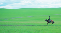 Traceur GPS solaire pour chèvre Traceur GPS pour animaux de ferme Cheval Traqueur solaire pour vache