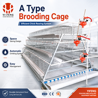 Cage d'élevage de poulets de type A à haute capacité avec cadre galvanisé pour les fermes avicoles commerciales, fournisseur d'équipements d'élevage de volailles