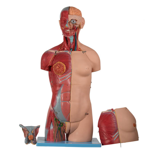 Human Body Dual Sex Torso Model - 20-Part Anatomical Human Model