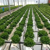 Système hydroponique NFT Seedafarm à croissance rapide et haut rendement, haute rigidité, cycle de récolte court, économie d'engrais et d'eau, 3 mois