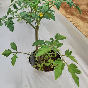 Feuilles <span class=keywords><strong>de</strong></span> <span class=keywords><strong>paillage</strong></span> des abeilles <span class=keywords><strong>de</strong></span> jardin Tomate agricole biodégradable Best Seller <span class=keywords><strong>Film</strong></span> <span class=keywords><strong>de</strong></span> paillis plastique agricole <span class=keywords><strong>Film</strong></span> <span class=keywords><strong>de</strong></span> paillis noir argenté - Product Image 4