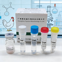 Kit de diagnostic PCR en temps réel (RT-qPCR) pour la Salmonella Gallinarum et Pullorum aviaire, bandelettes de test vétérinaire lyophilisées pour volailles