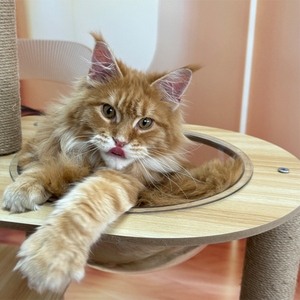 Heavy Duty <strong>Cat</strong> Tree <strong>for</strong> 25lbs <strong>Large</strong> <strong>Cats</strong> Extra Wide Platforms Sisal <strong>Scratching</strong> <strong>Posts</strong> Reinforced Wooden Frame - Product Image 5