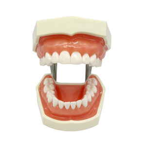 سعر المصنع = للعلوم الطبية لممارسة طب الأسنان 28 نموذج إعداد الأسنان - Product Image 6