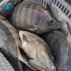 Yitioo 500-800กรัมปลานิลสีดำแช่แข็งแช่แข็งอายุ12เดือน - Product Image 6