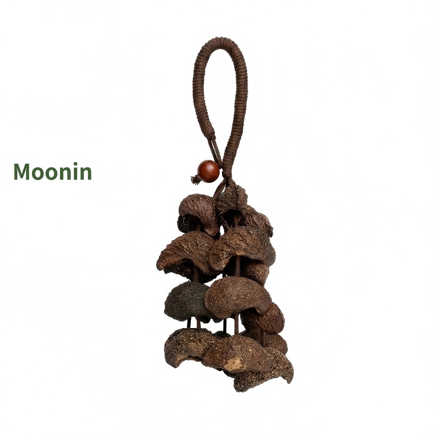 Moonin 24 coquilles