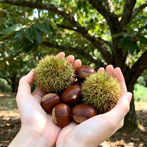 Castañas Crudas Premium Chinas de Hebei, Suministro a Granel de Castañas Dulces Frescas con Precio de Fábrica - Product Image 1