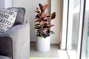 Décoration de jardin intérieur et extérieur, pots à fleurs succulentes, plantes vertes, pots en fibre de verre blanc mat personnalisés, capacité 8L, drainage - Product Image 2