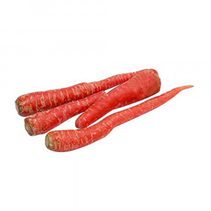 Variété hybride de carotte F1 à haut rendement, adaptée à la culture professionnelle, avec une couleur, une texture et une racine excellentes - Product Image 4