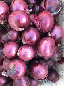 Cebolla fresca de alta calidad Nueva cosecha Cebollas frescas al mejor precio al por mayor de China
