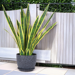 Hot Selling Round Pattern Plastic Orchid Pot Set Perforated PP with <strong>Drain</strong> and Pot Holder Garden Flower Plant <strong>Planter</strong> - Product Image 4