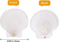 30 coquilles Saint-Jacques naturelles blanches écologiques pour loisirs créatifs, peinture, thème océan, fête, mariage