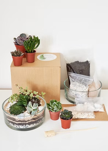 Modern DIY Succulent Handcraft <strong>Terrarium</strong> <strong>Kit</strong> for Home Decoration - Product Image 4