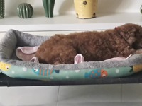 Canapé-lit pour animaux de compagnie en coton PP avec impression de dessin animé, personnalisable avec logo OEM, marque privée, pour chiens et chats, commande en gros, faible MOQ, fournisseur d'articles pour animaux.