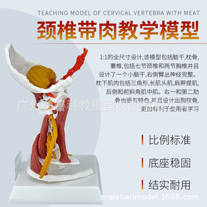 Modèle avancé des muscles de la colonne cervicale, de l'artère carotide, de l'os occipital, du disque intervertébral et des nerfs ; colonne cervicale humaine - Product Image 3