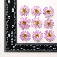 Matériel de bricolage en gros fleur séchée pressée Marguerite de Valois pour étui de téléphone Nail Art bijoux carte postale décoration