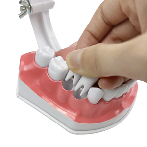 Modèle d'enseignement de dentisterie anatomique de la bouche entière, en plastique, avec dents amovibles, pour la pratique de la brosse à dents et la démonstration du soin interdentaire - Product Image 3