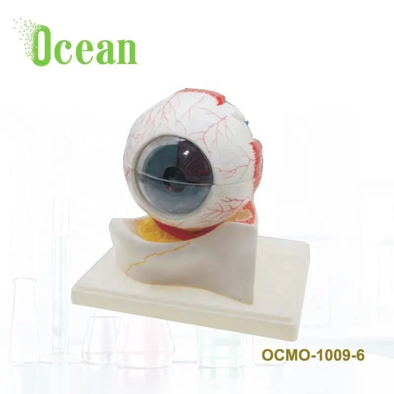 High Quality Enlarged Dissected into 7 parts Human Anatomical Eye Model