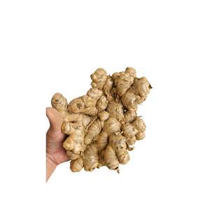 Vietnam frais jeune racine de gingembre 100% frais entier prêt à manger pour une utilisation à base de plantes - Product Image 1