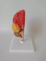 Modèle anatomique du cerveau humain grandeur nature en plastique avec zones fonctionnelles codées par couleur, aide pédagogique pour la formation, sciences médicales, CE ISO