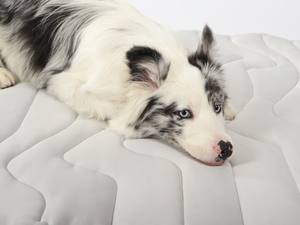 Rechthoekige Koelmat voor Kleine en Middelgrote Honden <span class=keywords><strong>2025</strong></span> Nieuwe Aangepaste Groothandel Trending Zomerhit - Product Image 2