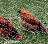 Clôture en fil de fer galvanisé pour poulailler, maille hexagonale de 1/2'' 3/4'', avec soudure et pliage