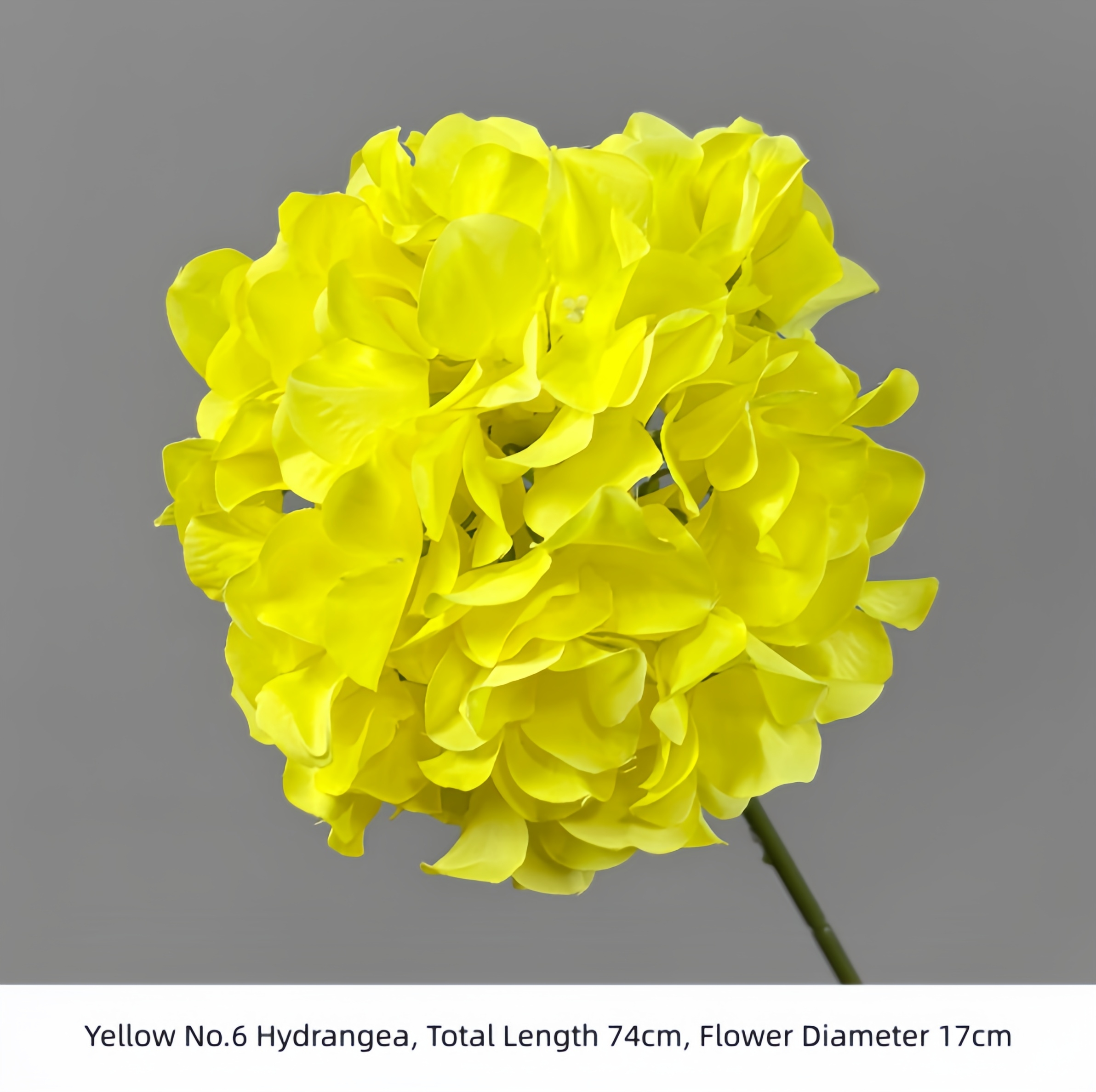 Yellow No.6 Hydrangea
