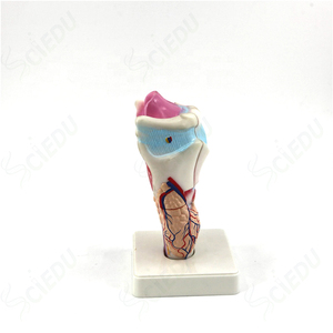 Mô hình thanh quản giải phẫu người y tế Mô hình thanh quản chức năng 3 phần - Product Image 5