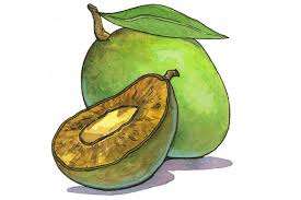 Irvingia gabonensis selvagem africano extrato de semente mangá africano pó de semente - Product Image 2