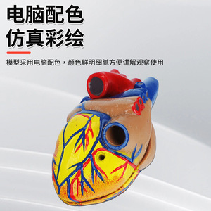 Modelo de Anatomía del Corazón Humano 1:1, Modelo de Corazón Natural para Ultrasonido/Doppler Color, Molde de Enseñanza del Corazón con 34 Marcas - Product Image 1