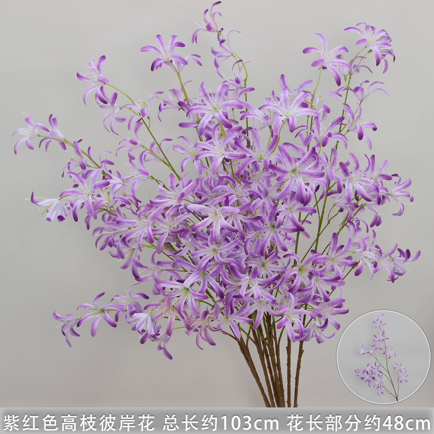 Purple-red high-branched spider lily branches