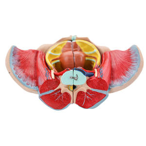 Модель женского таза и репродуктивного органа с кровеносными сосудами и нервами, 4 части ПВХ-манекена - Product Image 5