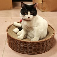 Panier pour chat en rotin tissé en plastique PP, écologique, lavable, respirant, robuste, toutes saisons, meubles pour animaux de compagnie d'intérieur, décoration de la maison
