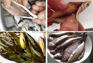 오픈 백 물고기 죽이는 기계 물고기 도살 및 필링 기계 물고기 비늘 내장 제거 청소 기계 - Product Image 6